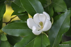 Magnolia virginiana — photo 2